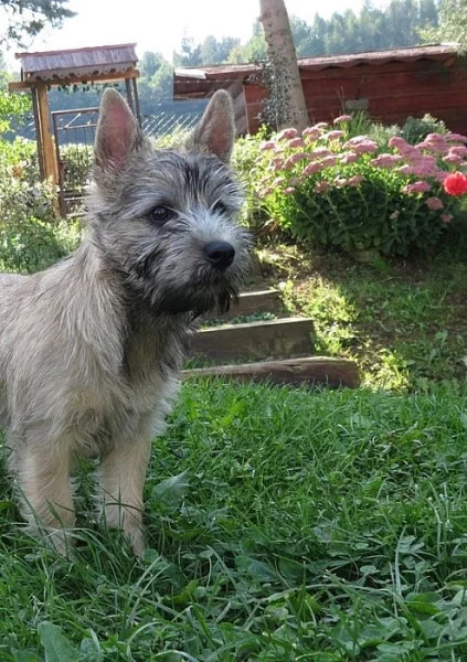 Krásna fenka cairn terriera s PP