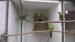Papoušek nádherný, Korela