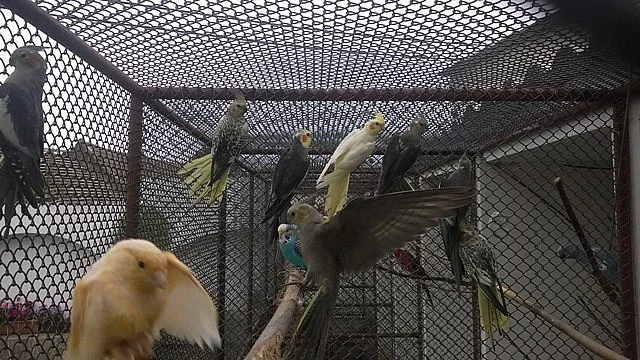 Papoušek nádherný, Korela