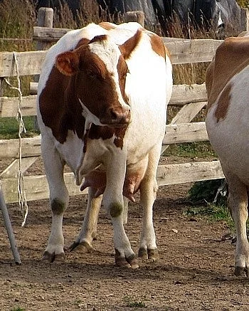 Prodám českou straku s eko certifikátem