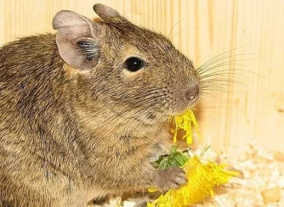 Samička Osmáka degu hledá nový domov