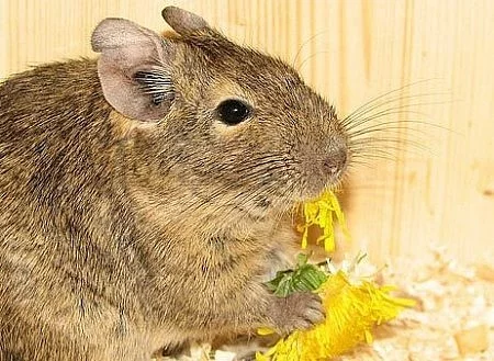 Samička Osmáka degu hledá nový domov