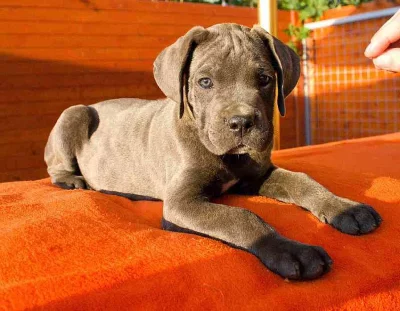 Cane Corso - štěňátka s PP