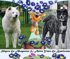 Akita-inu s PP