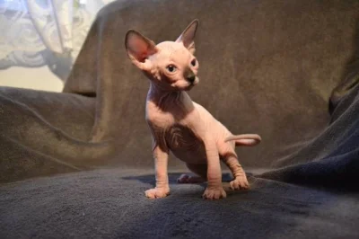 Kanadský Sphynx s PP