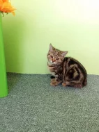 Whiskas kočička