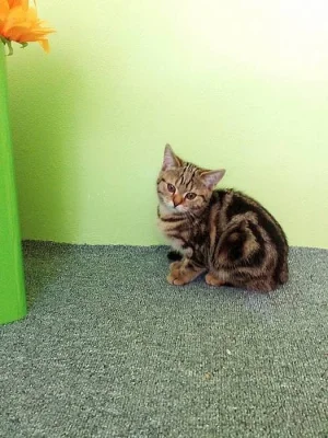 Whiskas kočička