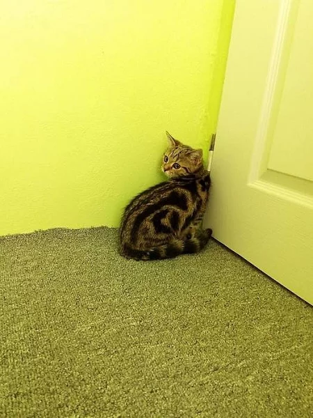 Whiskas kočička
