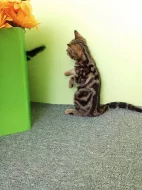 Whiskas kočička