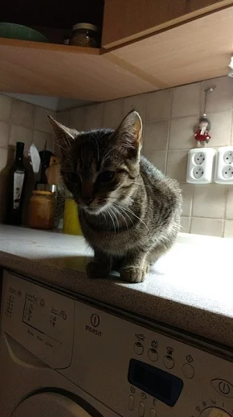 Daruji Koťátka do dobrých rukou