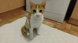 Daruji Koťátka do dobrých rukou