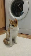Daruji Koťátka do dobrých rukou