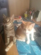 Daruji Koťátka do dobrých rukou