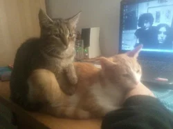 Daruji Koťátka do dobrých rukou