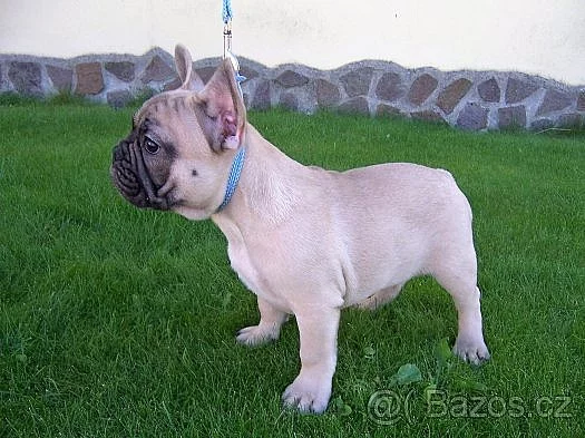 francouzský buldoček štěně s PP