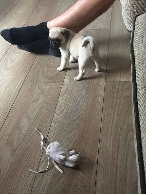 Nádherná štěňátka Malý Mops