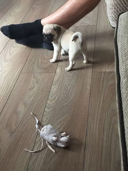 Nádherná štěňátka Malý Mops