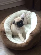 Nádherná štěňátka Malý Mops