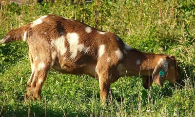 Anglonubijský kozlík na prodej
