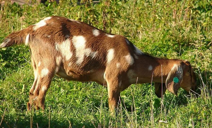 Anglonubijský kozlík na prodej