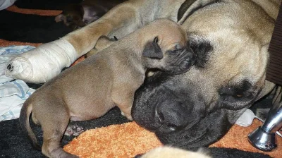 Štěňata Boerboel