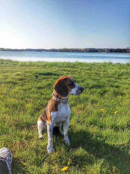 Do dobrých rukou dobrý pejsek