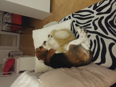 Do dobrých rukou dobrý pejsek