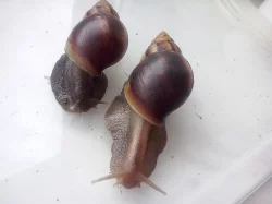 Nabízím africké šneky Achatina fulica