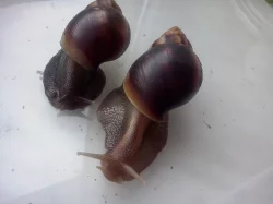 Nabízím africké šneky Achatina fulica