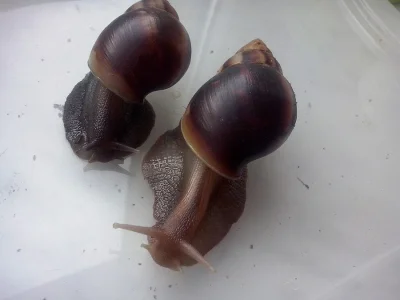 Nabízím africké šneky Achatina fulica