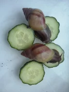 Nabízím africké šneky Achatina fulica