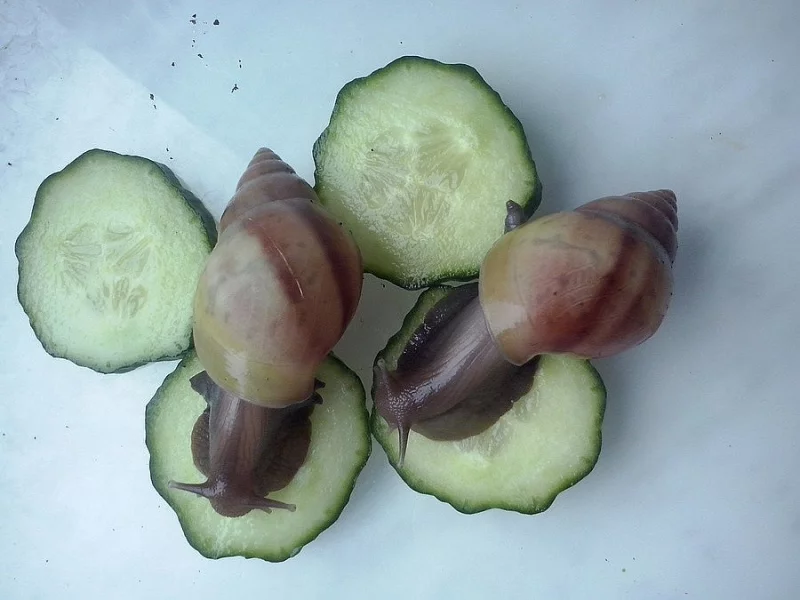 Nabízím africké šneky Achatina fulica