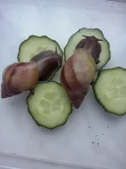 Nabízím africké šneky Achatina fulica