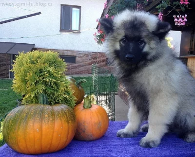 Německý špic vlčí / Keeshond - velmi kvalitní štěňátka s PP