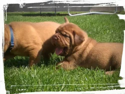 Bordeauxska doga, Dogue de bordeaux