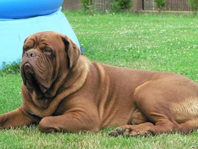 Bordeauxska doga, Dogue de bordeaux