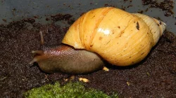 Lissachatina fulica hamillei rodatzi