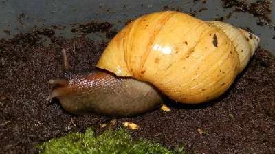 Lissachatina fulica hamillei rodatzi