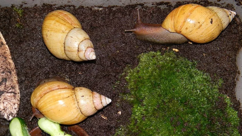 Lissachatina fulica hamillei rodatzi