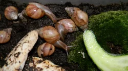 Lissachatina fulica hamillei rodatzi