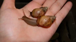 Lissachatina fulica hamillei rodatzi
