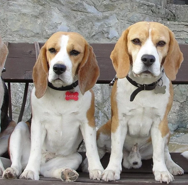 Zamluvte si štěňátko beagle