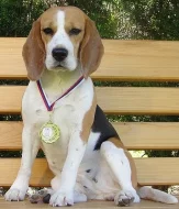 Zamluvte si štěňátko beagle