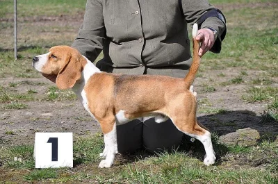 Zamluvte si štěňátko beagle