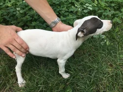 ŠTĚNÁTKA PITBULTERIERA