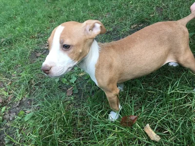 ŠTĚNÁTKA PITBULTERIERA