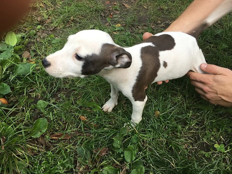 ŠTĚNÁTKA PITBULTERIERA