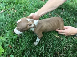 ŠTĚNÁTKA PITBULTERIERA