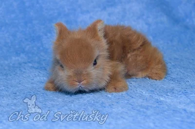 zakrslý Teddy