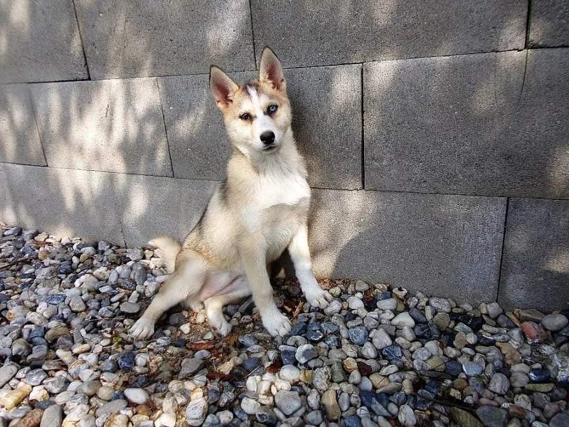 Husky - fenka 4 měsíce bez PP